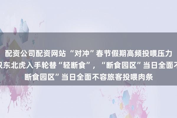 配资公司配资网站 “对冲”春节假期高频投喂压力，哈尔滨300多只东北虎入手轮替“轻断食”，“断食园区”当日全面不容旅客投喂肉条
